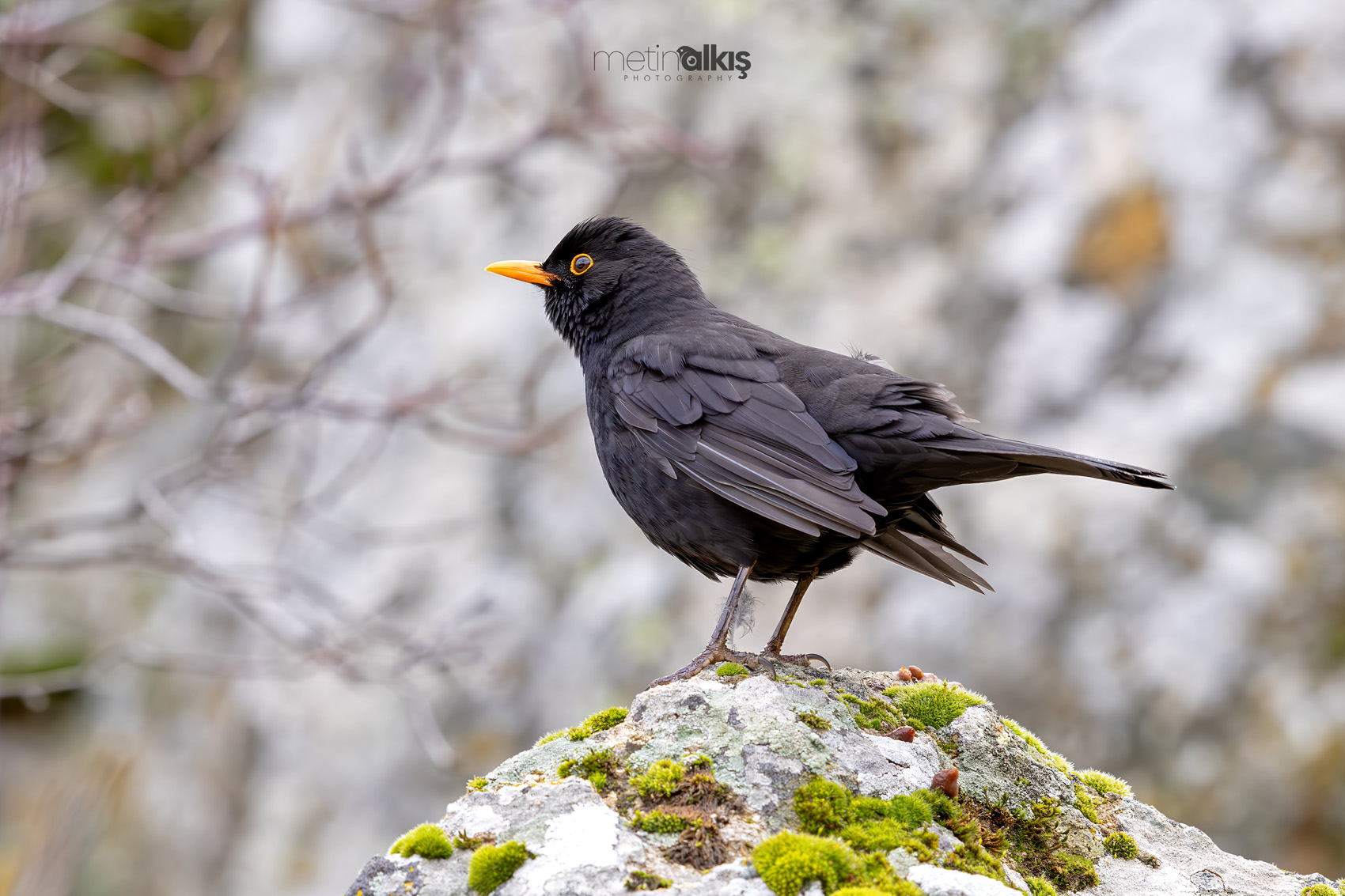 Eurasian Blackbird